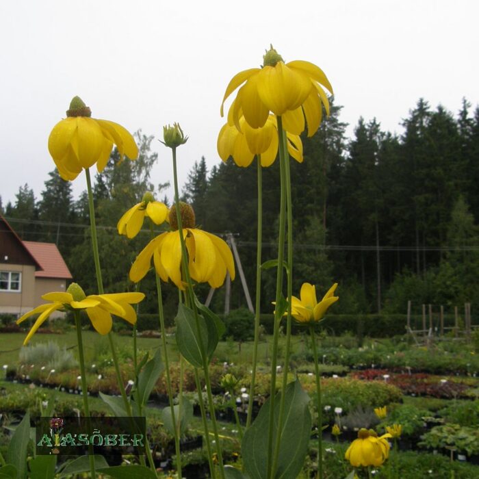 Läikiv päevakübar 'Herbstsonne' (6 tk) - Image 2