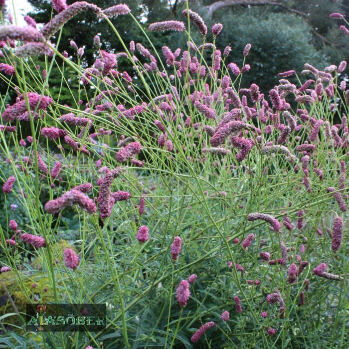 Ürt-punanupp 'Pink Tanna' (6 tk)