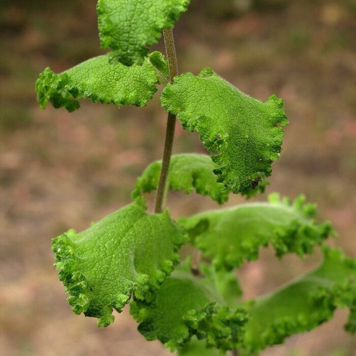 Lõhnatu tarinõges 'Crispum' (6 tk)