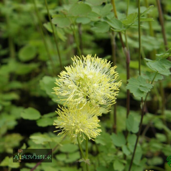 Sinkjas ängelhein 'Glauca' (6 tk) - Image 2