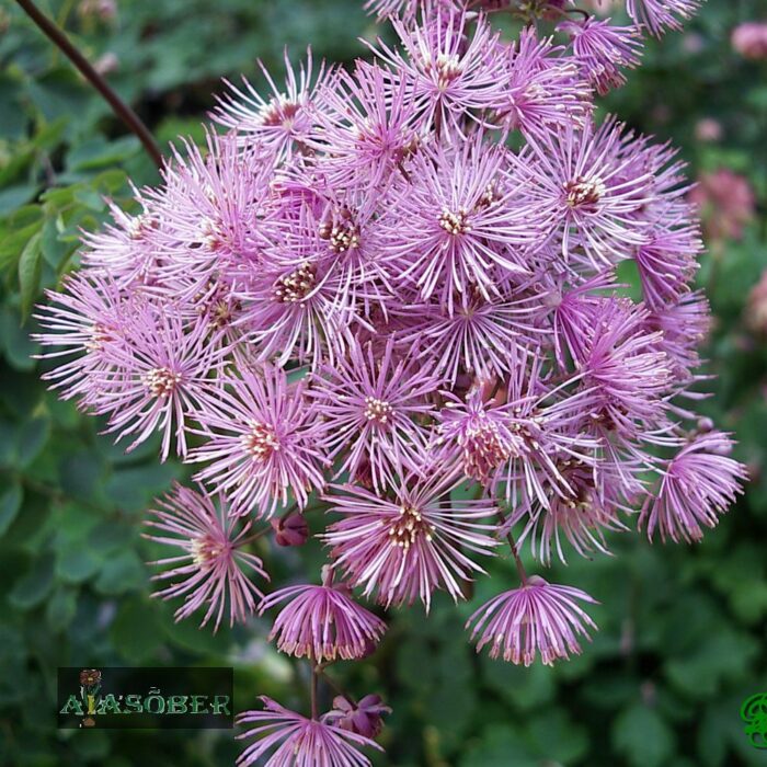 Ängelhein 'Purplelicious' (6 tk)