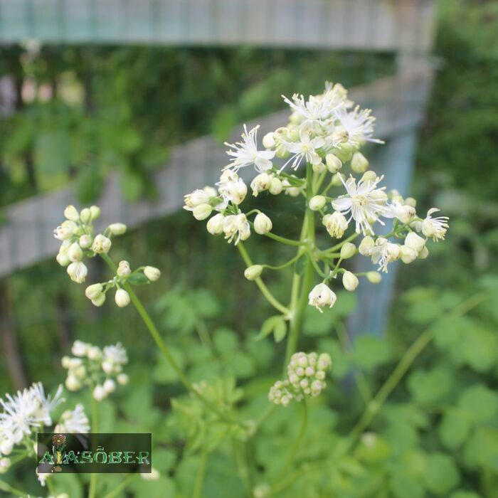 Ängelhein 'Splendide White' (6 tk)