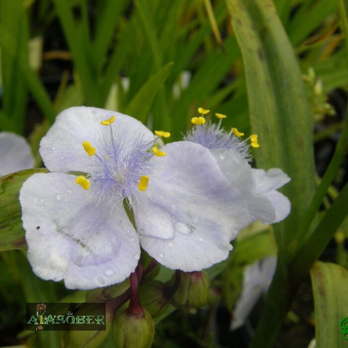 Andersoni tradeskantsia 'J.C. Weguelin' (6 tk)