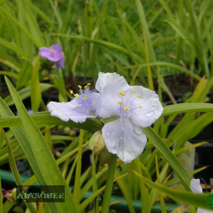 Andersoni tradeskantsia 'J.C. Weguelin' (6 tk) - Image 2