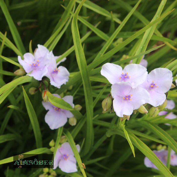 Andersoni tradeskantsia 'Bilberry Ice' (6 tk)