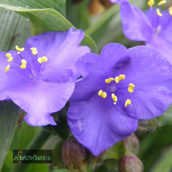 Andersoni tradeskantsia 'Zwanenburg Blue' (6 tk)