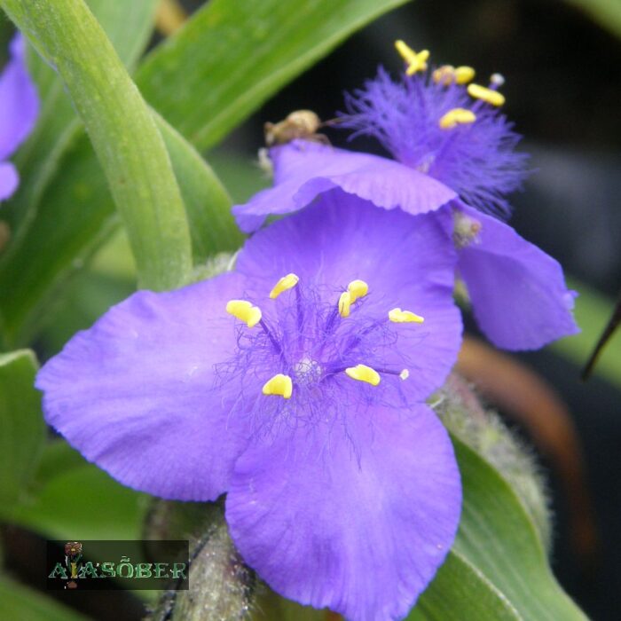 Andersoni tradeskantsia 'Zwanenburg Blue' (6 tk) - Image 2