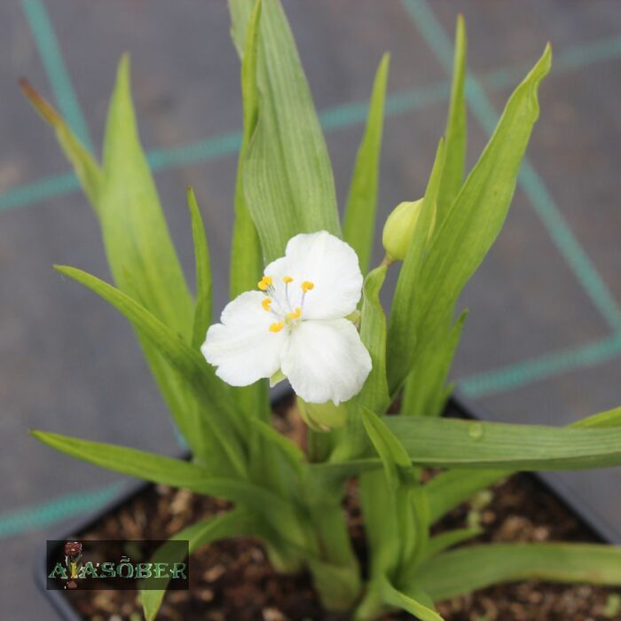 Andersoni tradeskantsia 'Innocence' (6 tk)