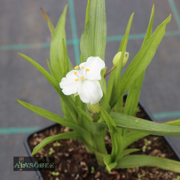 Andersoni tradeskantsia 'Innocence' (6 tk) - Image 2