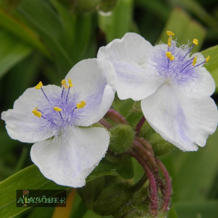 Andersoni tradeskantsia 'Leonora' (6 tk)