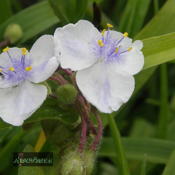 Andersoni tradeskantsia 'Leonora' (6 tk) - Image 2