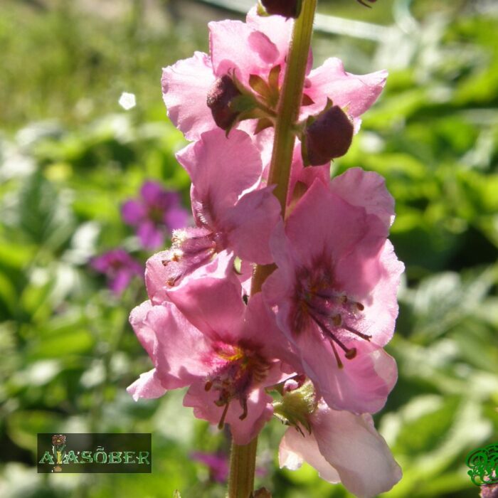 Vägihein 'Pink Domino' (6 tk)