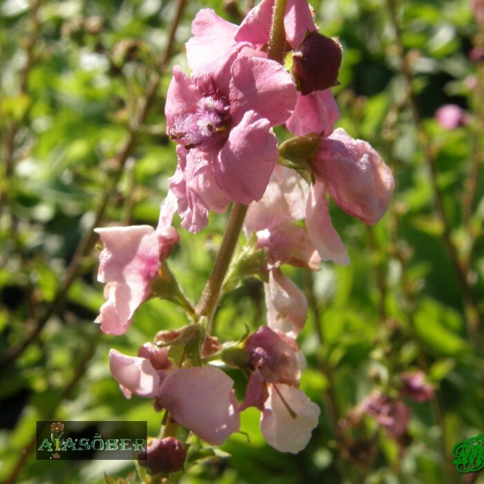 Vägihein 'Pink Domino' (6 tk) - Image 2