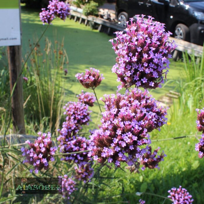 Kanada iluürt 'Homestead Purple' (6 tk)