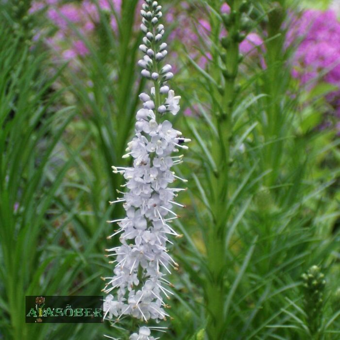 Pikalehine mailane 'Melanie White' (6 tk)