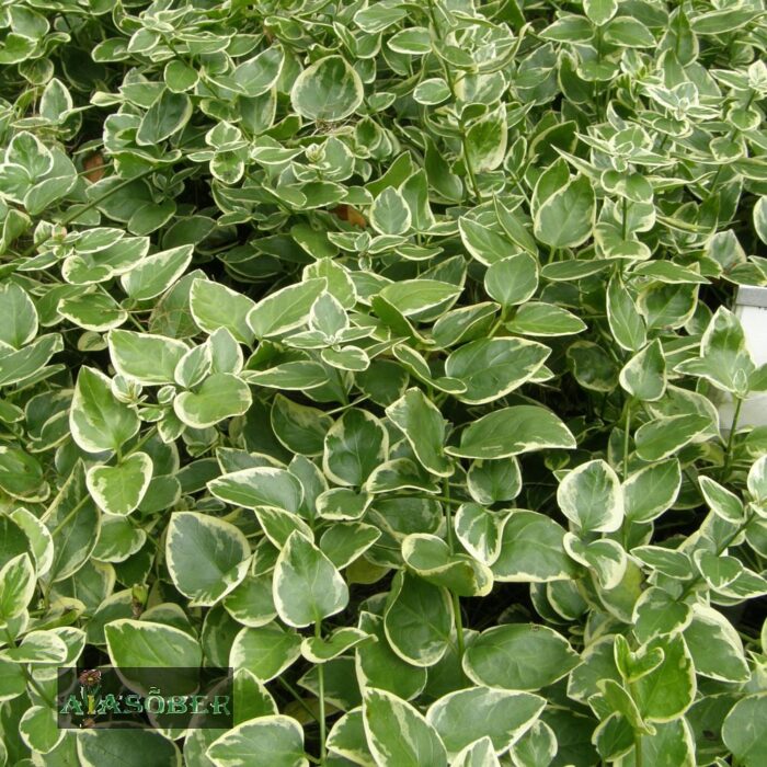 Suur igihali 'Variegata' (6 tk)