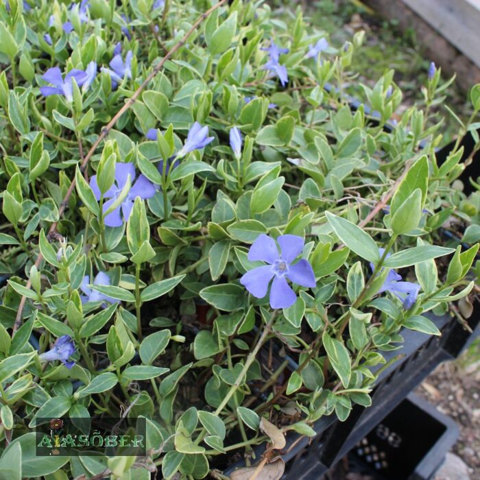 Väike igihali 'Argenteovariegata' (6 tk)