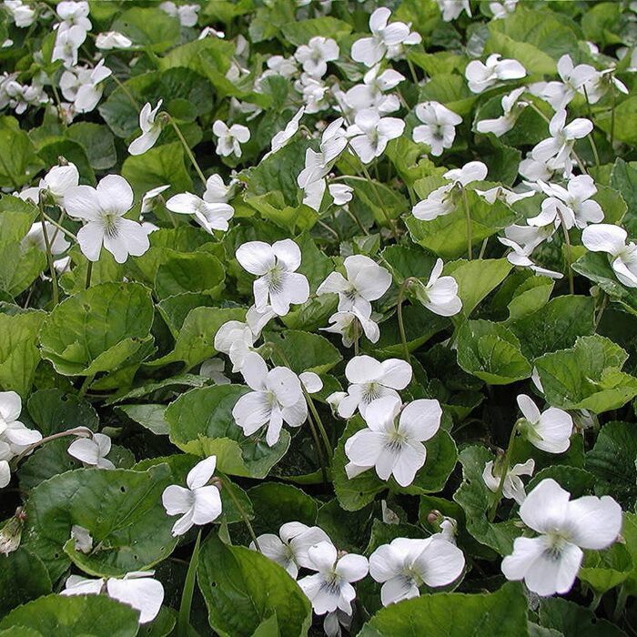 Sarvkannike 'Alba' (6 tk)