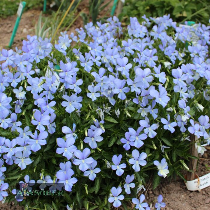 Sarvkannike 'Boughton Blue' (6 tk) - Image 2