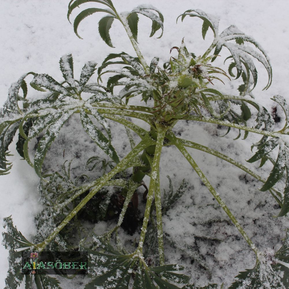 Vinav lumeroos (6 tk) - Image 3