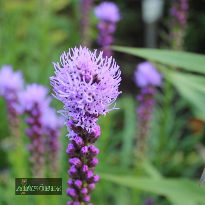 Tihe liatris (6 tk)