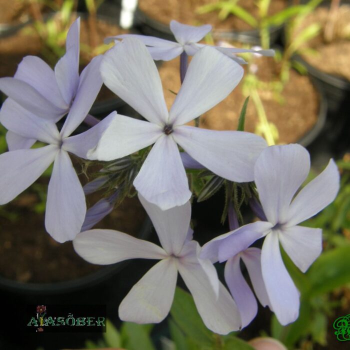 Aedfloks 'Casablanca' (6 tk)