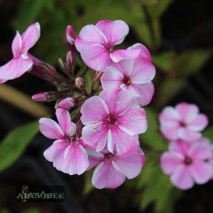 Aedfloks 'Early Pink Candy'  (6 tk)