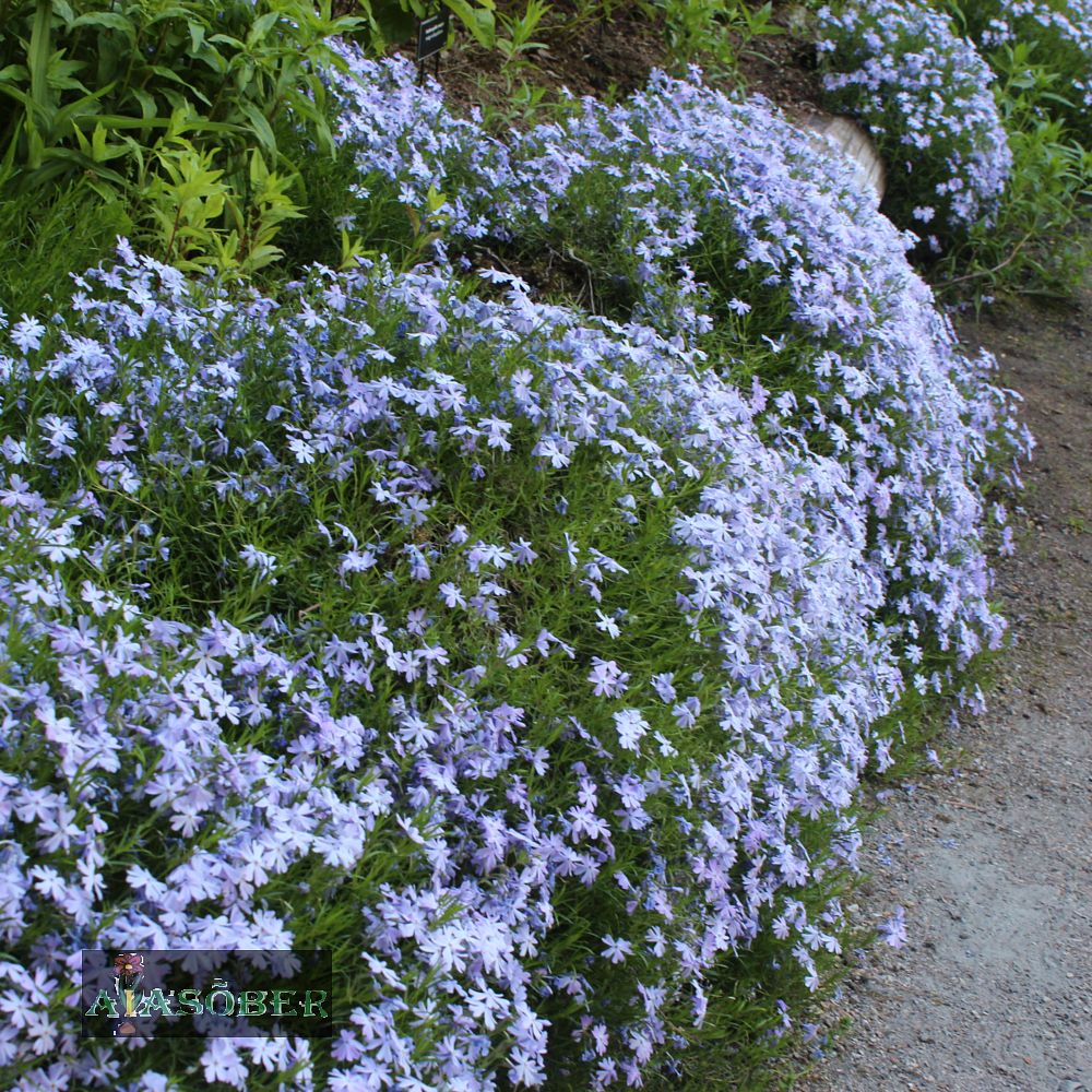 Padjandfloks 'Emerald Cushion Blue' (6 tk)
