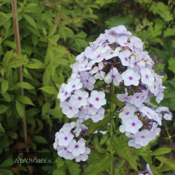 Hübriidfloks 'Fashion. Lavender Ice'  (6 tk)