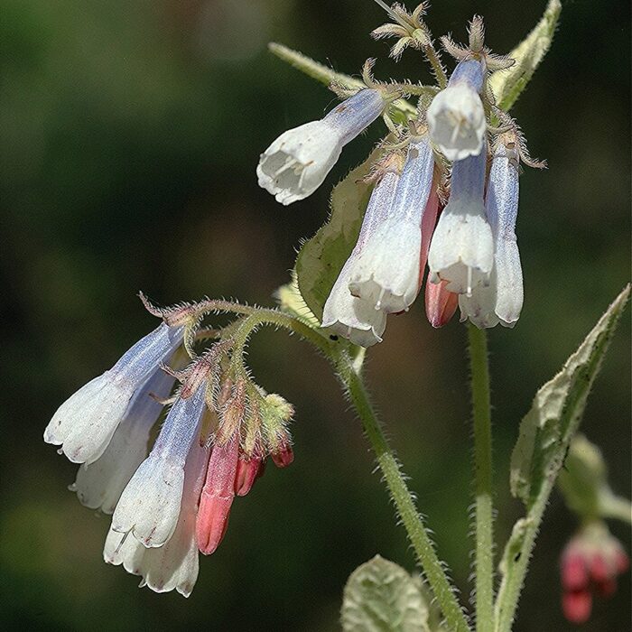 Suureõieline varemerohi 'Hidcote Blue' (6 tk) - Image 2