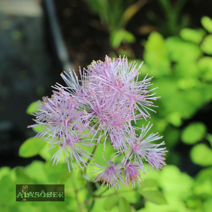 Ängelhein 'Nimbus Pink'  (6 tk)