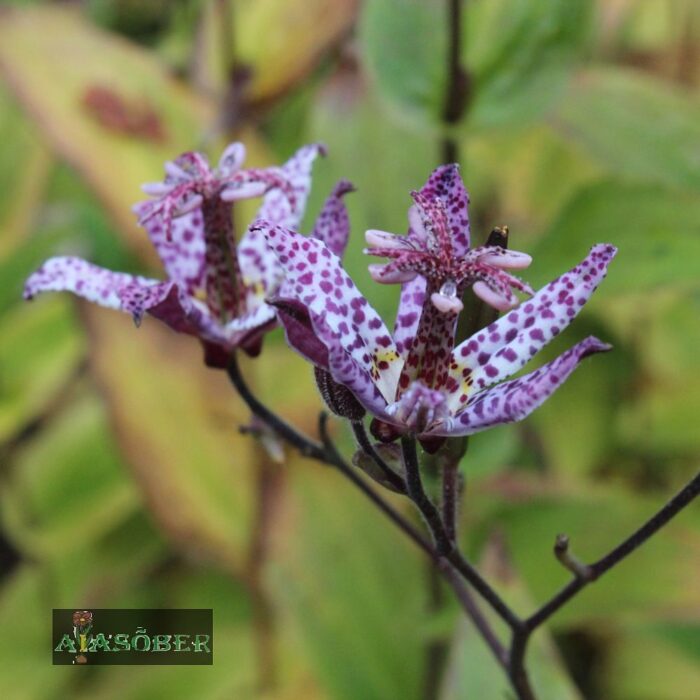 Taivani kõreliilia 'Purple Beauty' (6 tk)