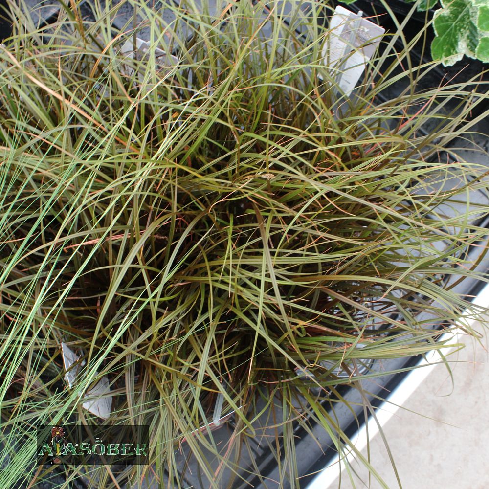 Punane takerrohi (6 tk) - Image 2