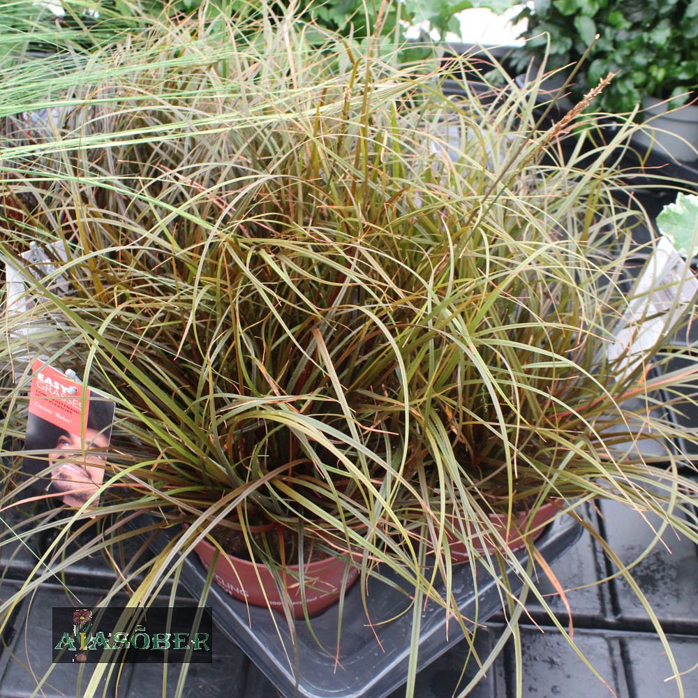 Punane takerrohi (6 tk)