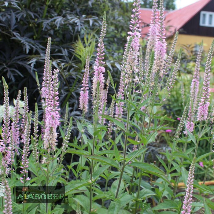 Pikalehine mailane 'Charming Pink' (6 tk)