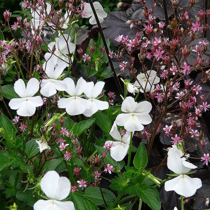 Sarvkannike 'Wisley White' (6 tk)