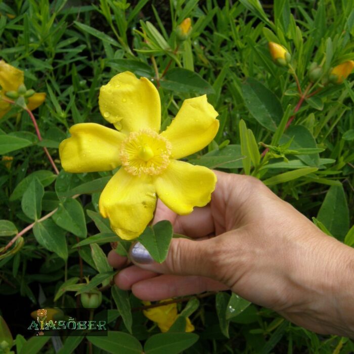 Tupp-naistepuna 'Rose of Sharon' (6 tk)