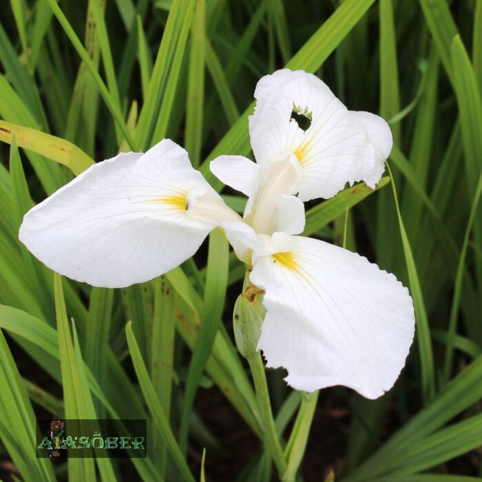 Kämpferi iiris 'Diamant' (6 tk)