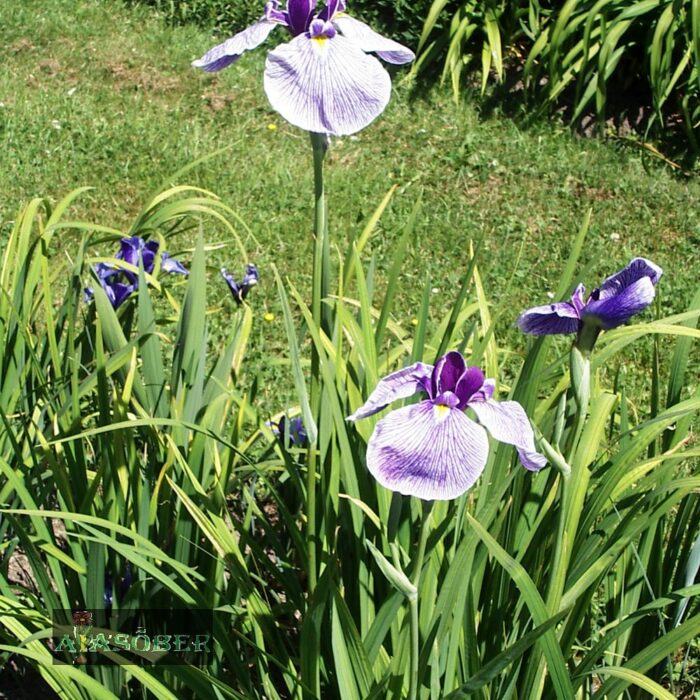 Kämpferi iiris 'Fortune' (6 tk)