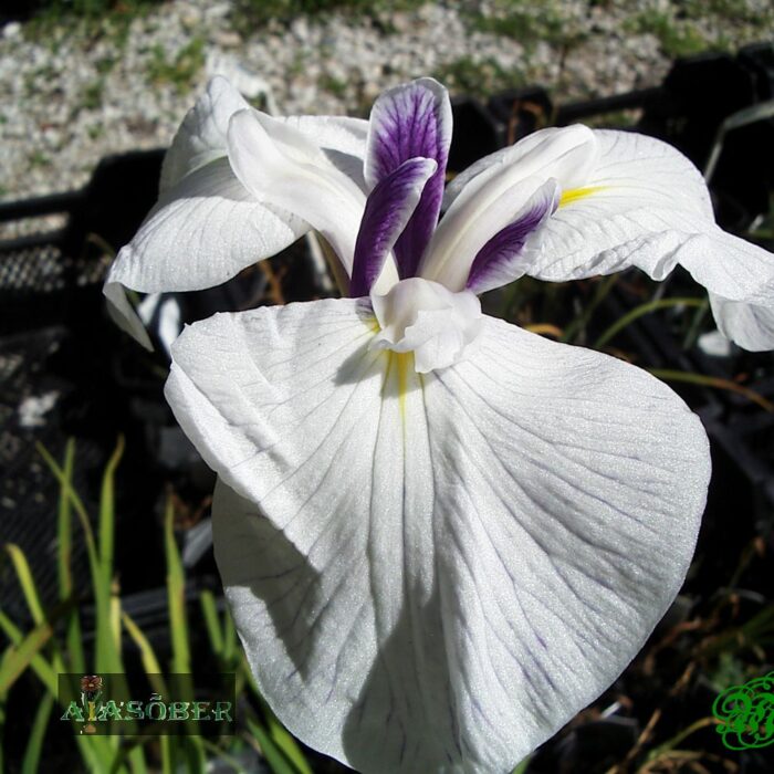 Kämpferi iiris 'Fortune' (6 tk) - Image 2