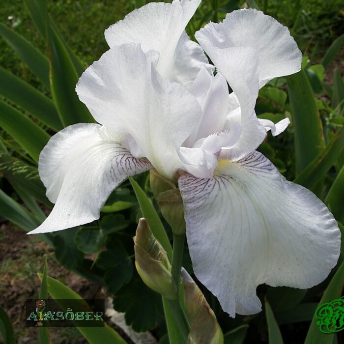 Kääbusiiris 'Bright White' (6 tk)