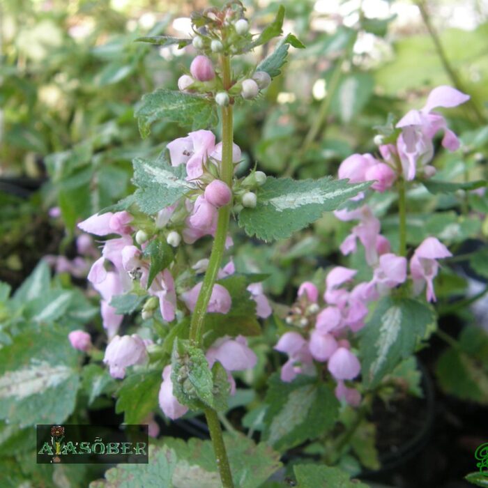 Täpiline iminõges 'Shell Pink' (6 tk)