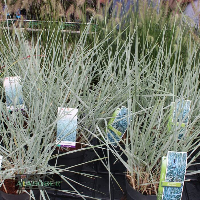 Liiv-vareskaer 'Blue Dune' (6 tk)