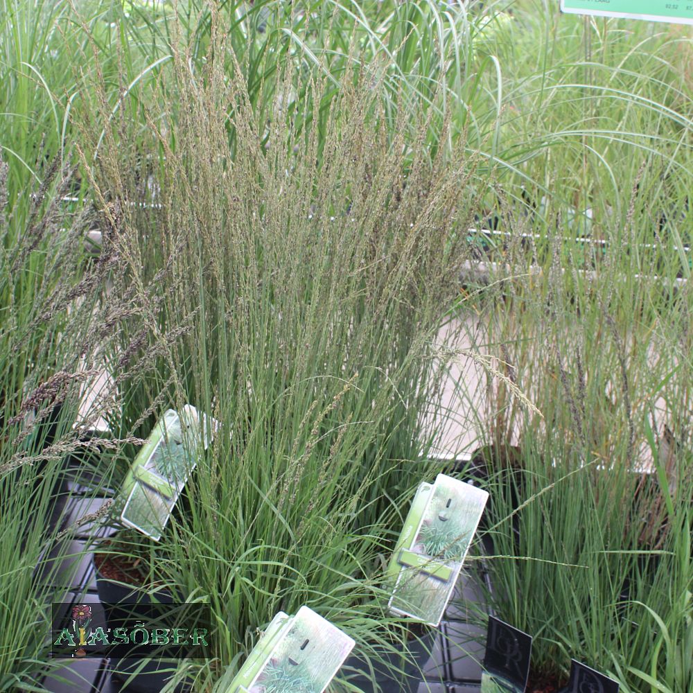 Harilik sinihelmikas 'Torch' (6 tk) - Image 2