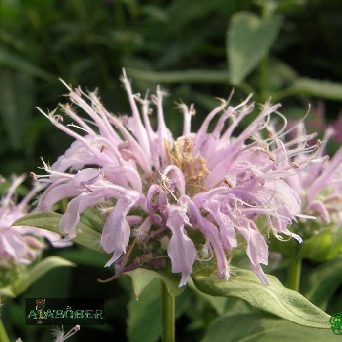 Bradbury monarda 'Maramek' (6 tk)