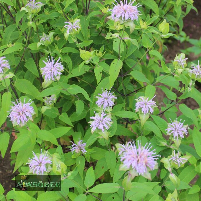 Bradbury monarda 'Maramek' (6 tk) - Image 2