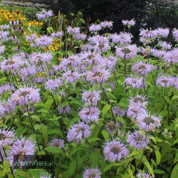 Aedmonarda 'Elsie's Lavender' (6 tk)