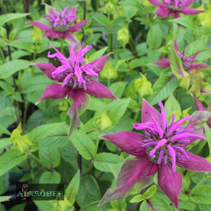 Toruõieline monarda (6 tk)