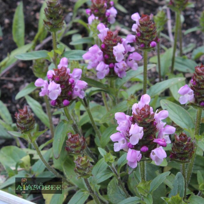 Suureõiene käbihein 'Pink Loveliness' (6 tk)