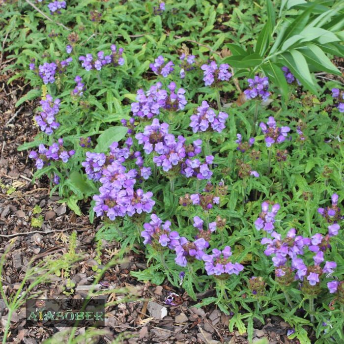 Suureõiene käbihein 'Violet' (6 tk)